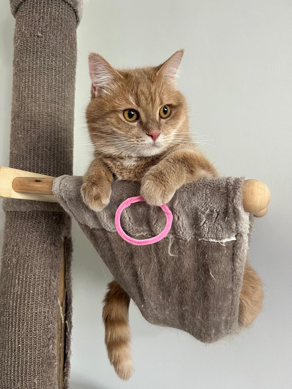 Cat 8