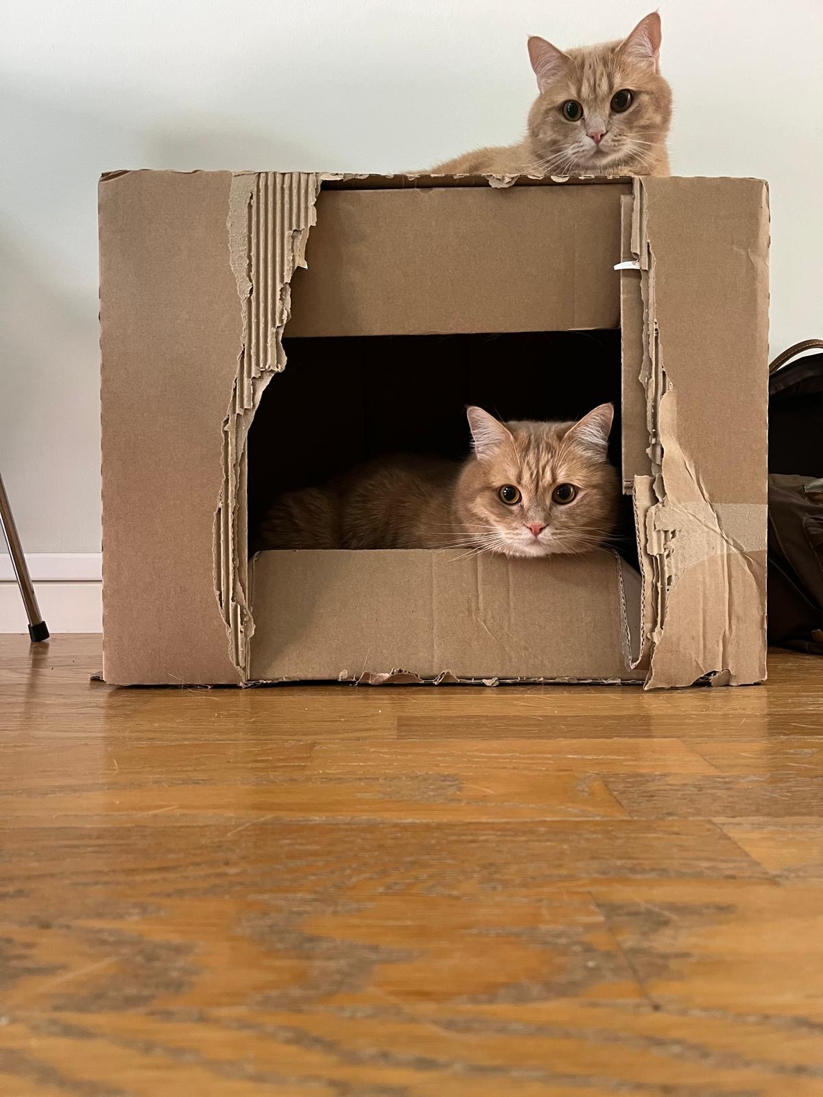 Cat 9