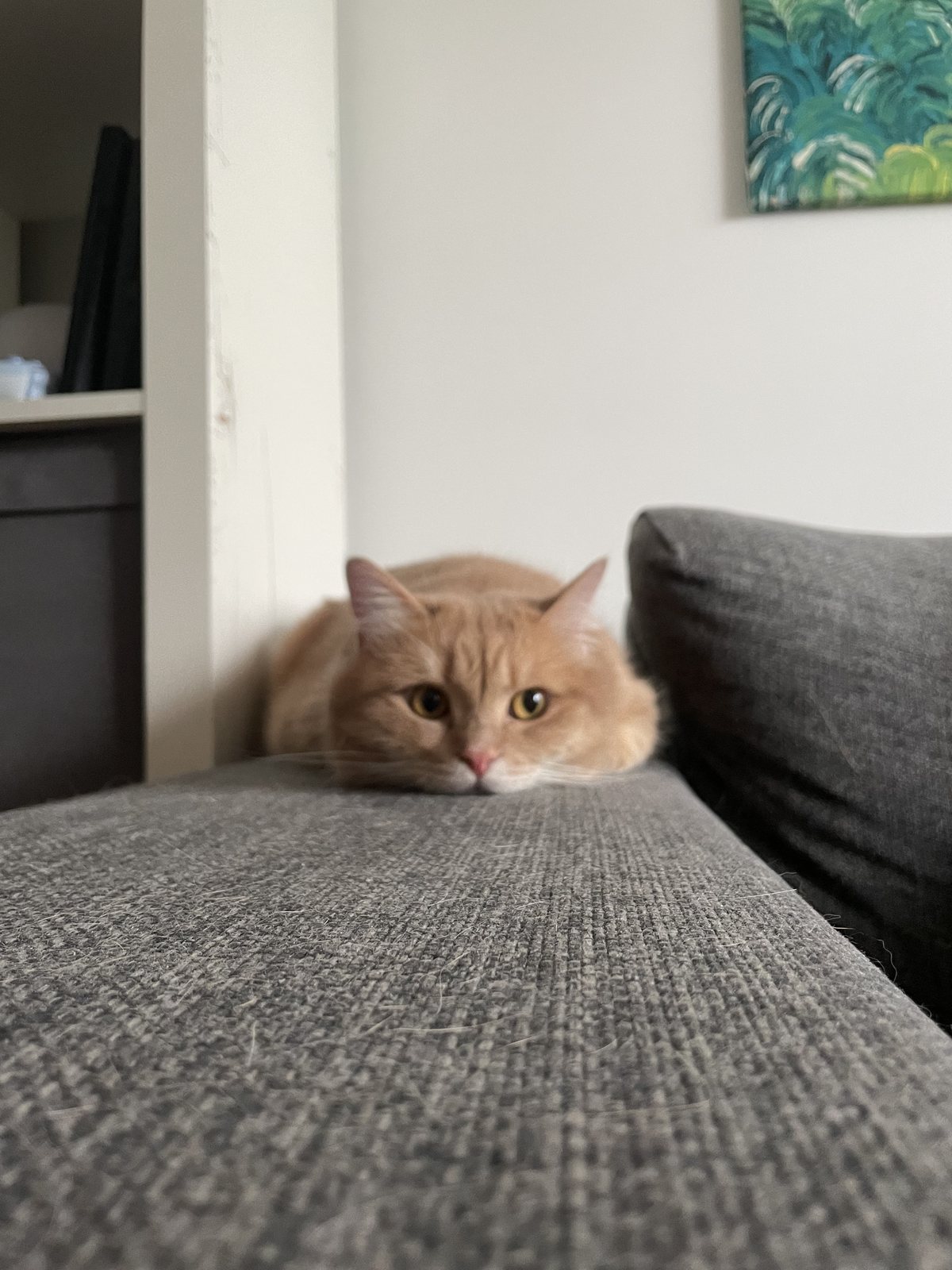 Cat 7